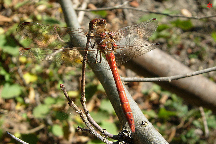 Tre Libelluidae